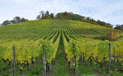 Cool Climate Viticulture