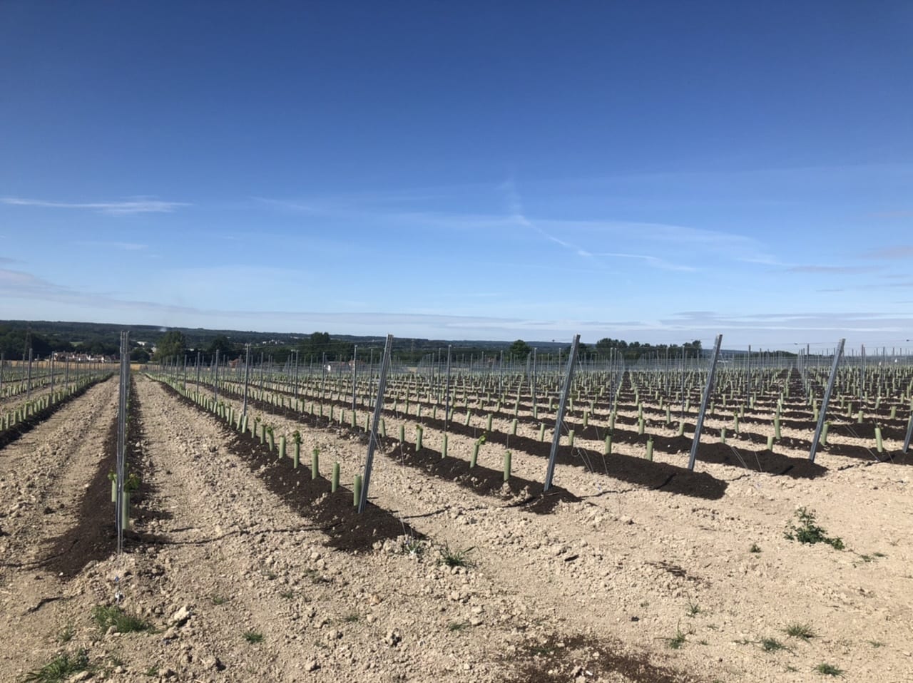 Vineyard Planting & Establishment