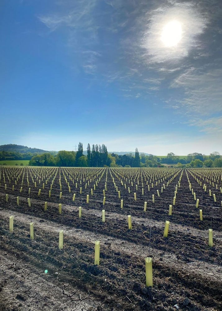 Vineyard Management Tips for Cool Climate Viticulture
