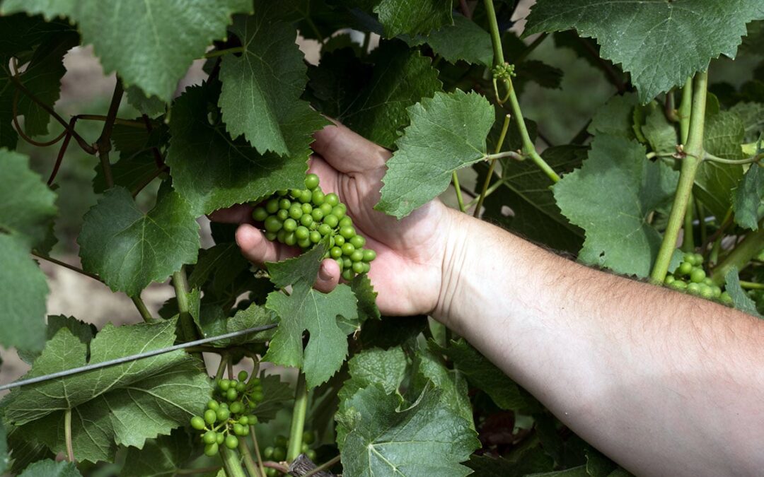 Vineyard Management Tips