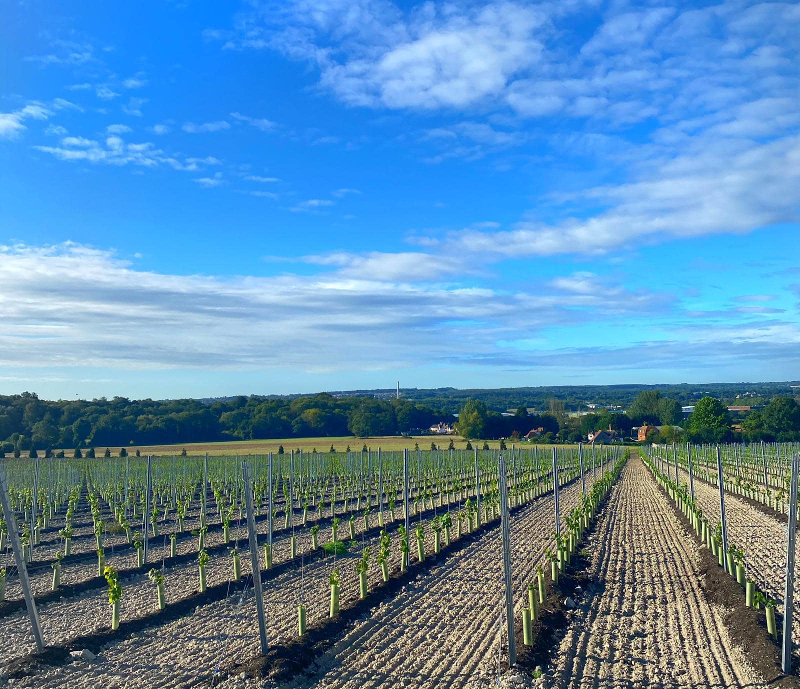 vineyard trellis system