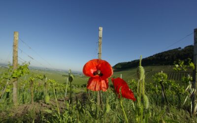 More on Planting a Vineyard