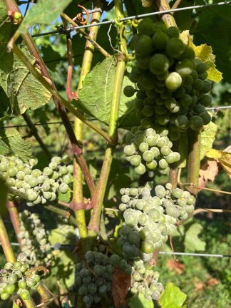 Powdery Mildew in english vineyard