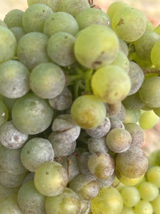 Powdery Mildew on grape