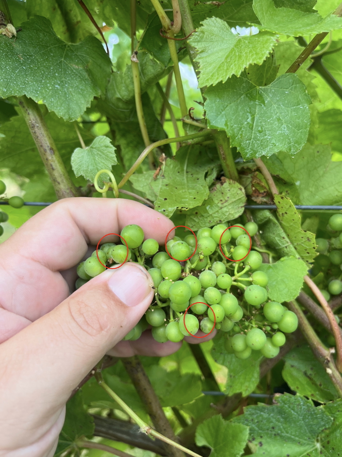 powdery mildew on grape