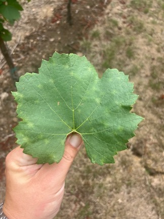 Early powdery mildew symptoms on grapevine leaf